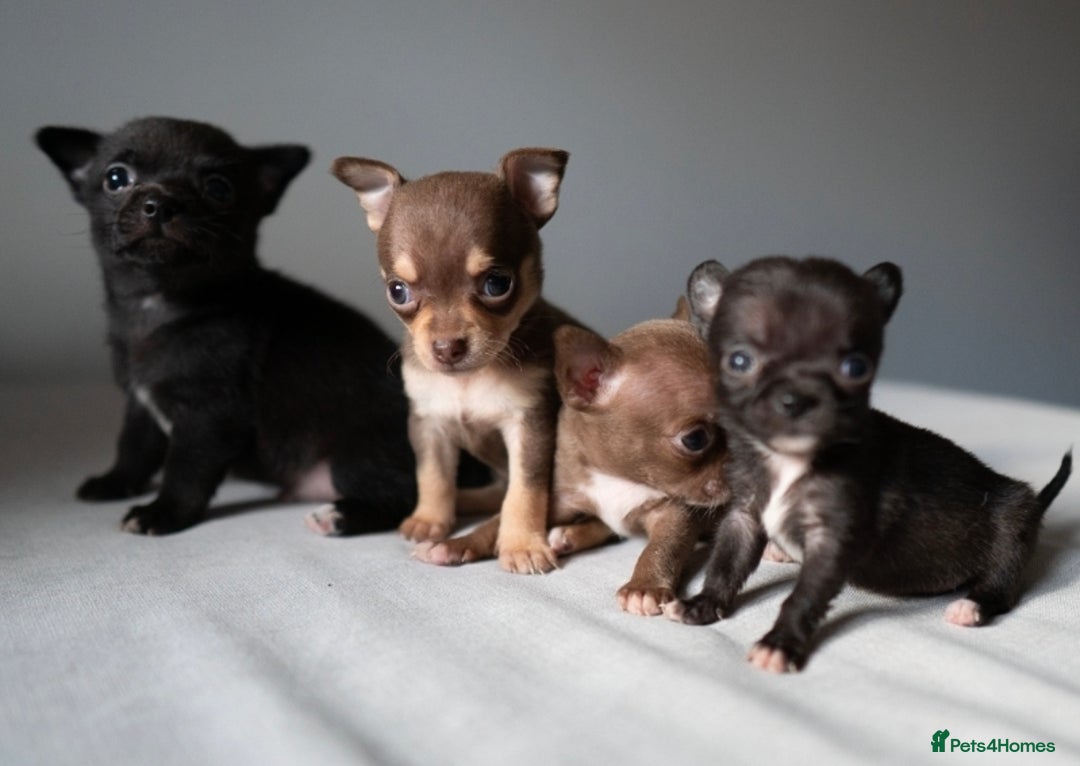 Chihuahua dogs for sale: Micro Chihuahua Puppies - Exceptional Lines - Image 5