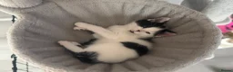 Domestic Shorthair cats for sale: 5 kittens available for their forever home 🩷💙 - Advert 35