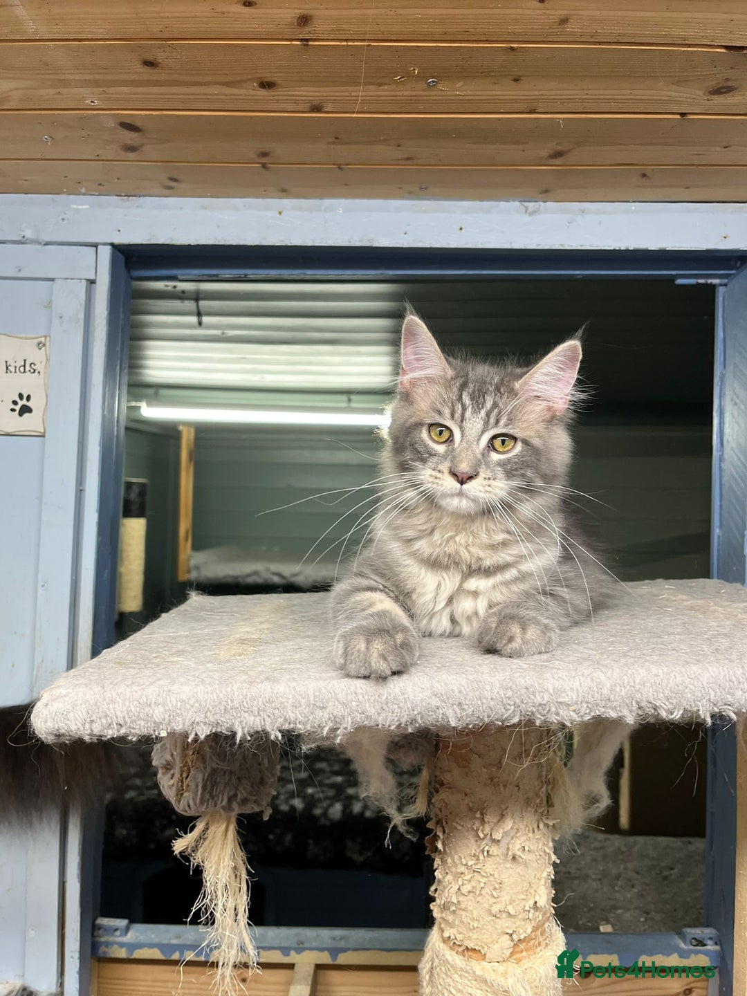 Maine Coon cats for sale: 2 Maine Coon Boys Ready To Go! - Image 4