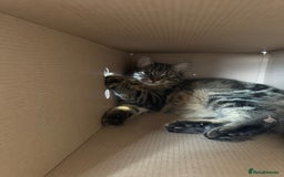 Domestic Shorthair cats for sale: FREE - 2 sweet cats to be rehomed  - Image 9