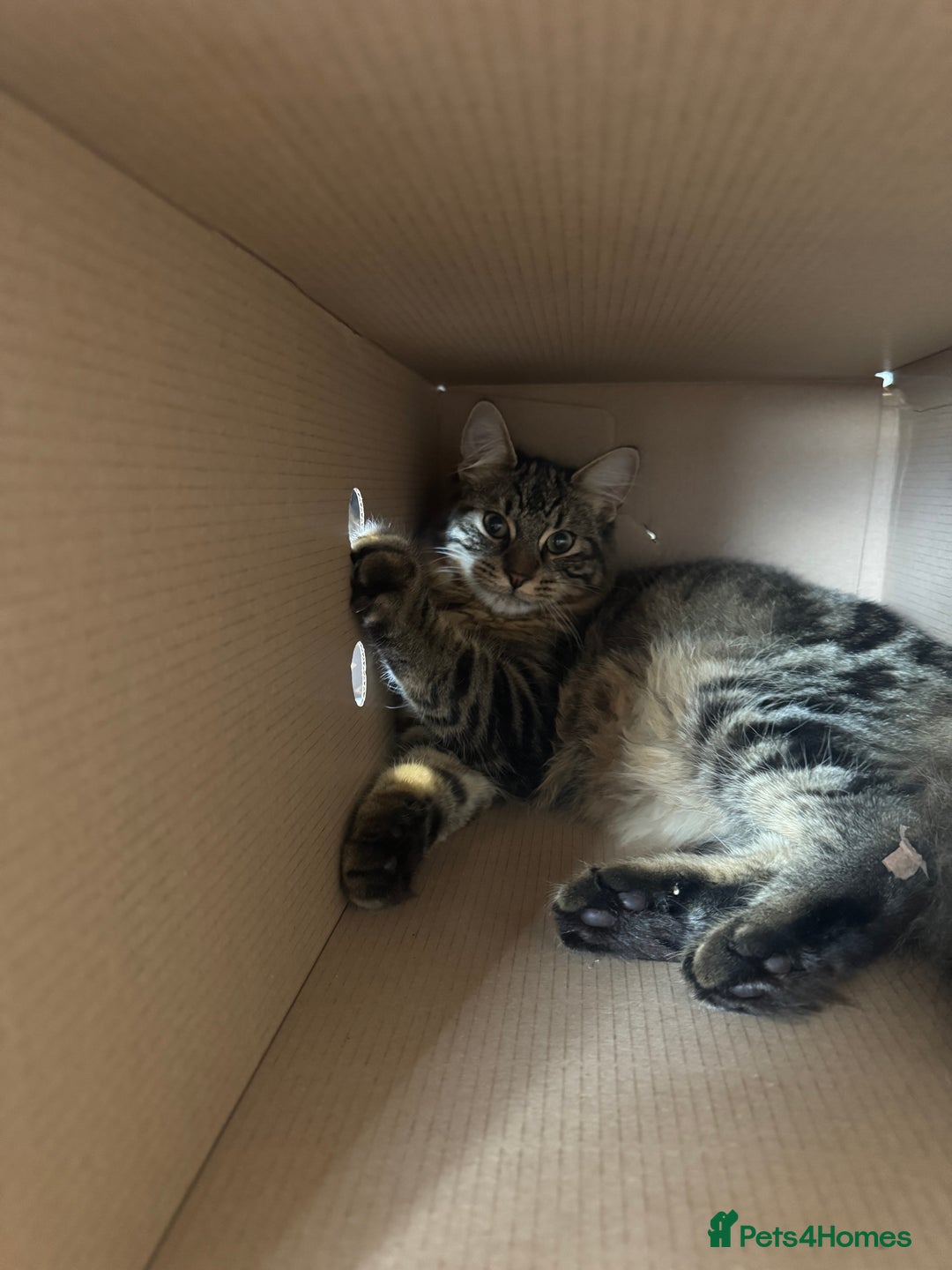 Domestic Shorthair cats for sale: FREE - 2 sweet cats to be rehomed  - Image 9