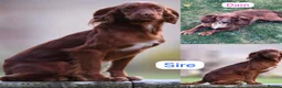 Cocker Spaniel dogs for sale: ** DARK RED , KC REG , WORKING COCKER PUPS ** - Advert 9