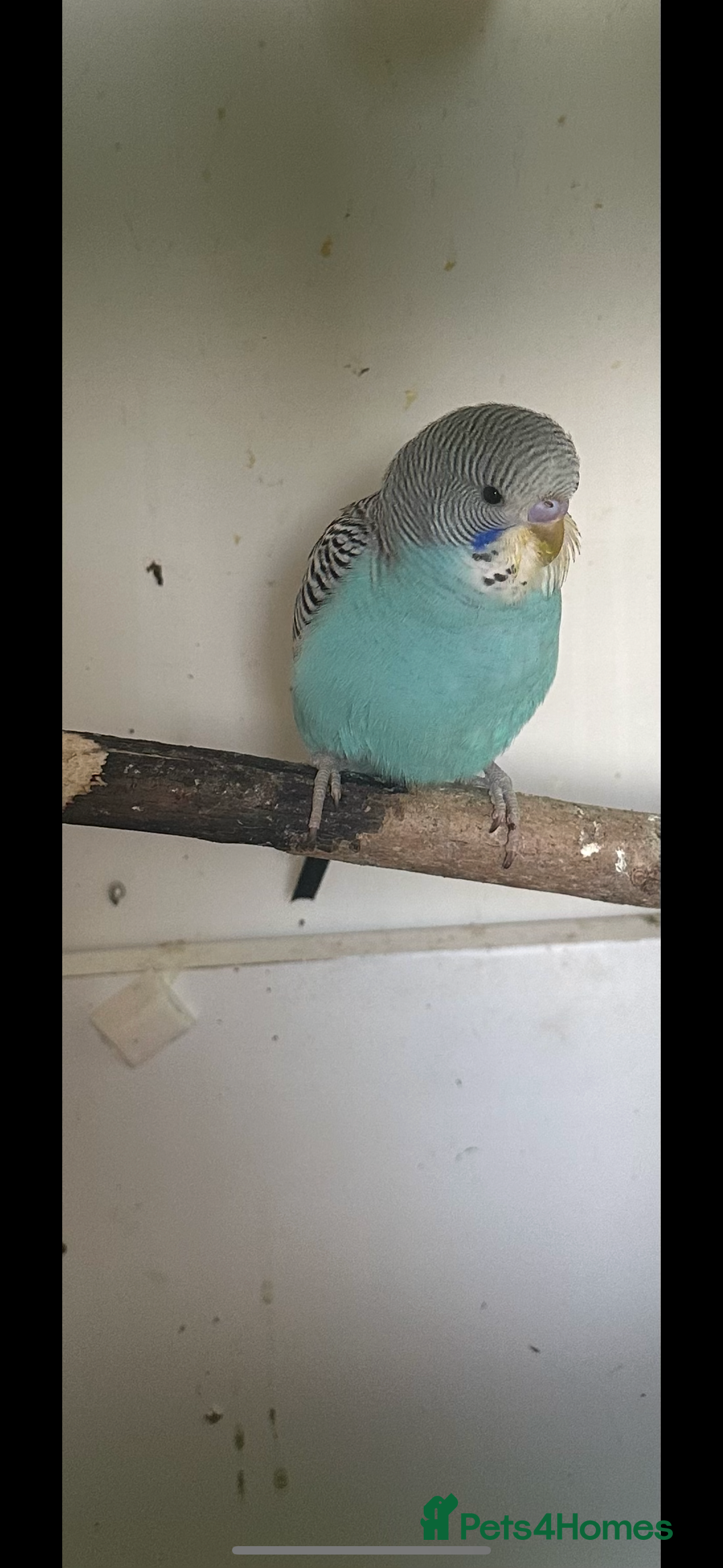 Budgerigars birds for sale: Budgies for sale  - Image 3