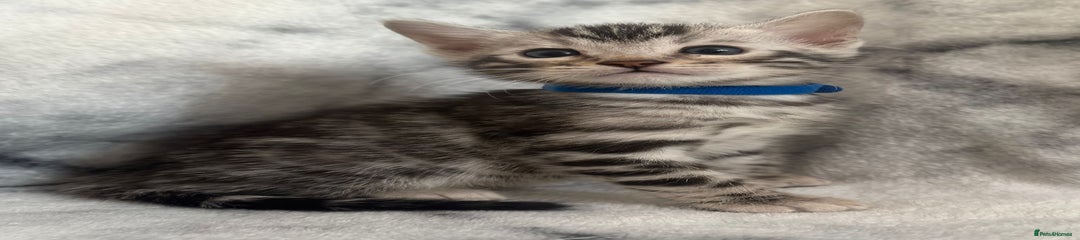 Bengal Kitten 4