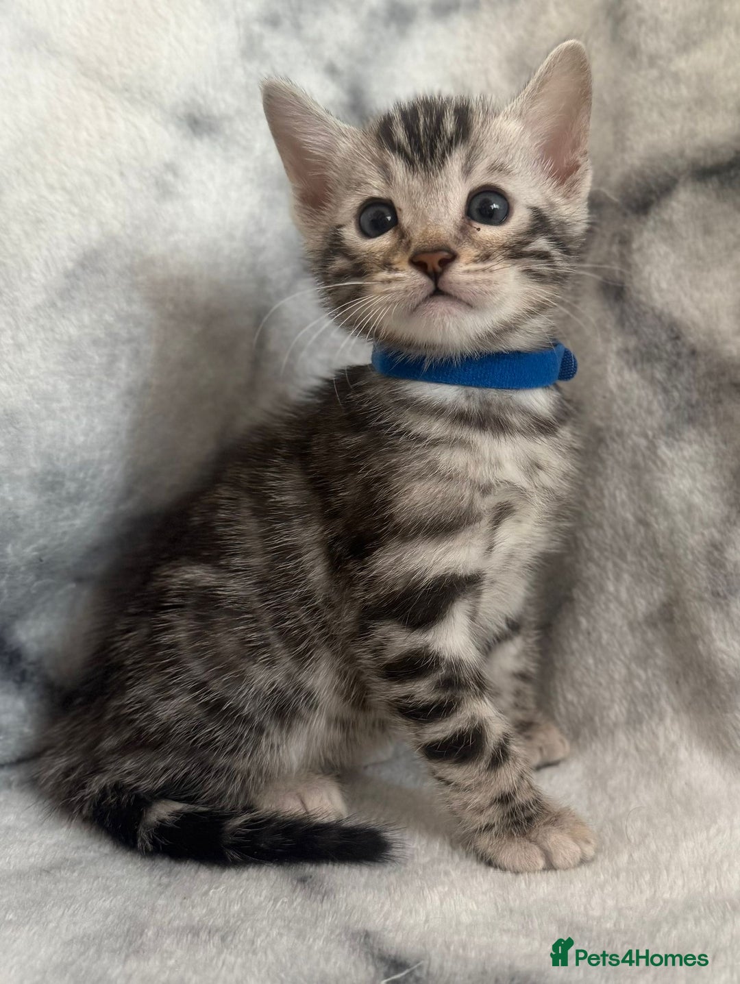 Bengal cats for sale: 🏡Gorgeous Bengal Kittens–Ready for Reservation 🐾 - Image 17