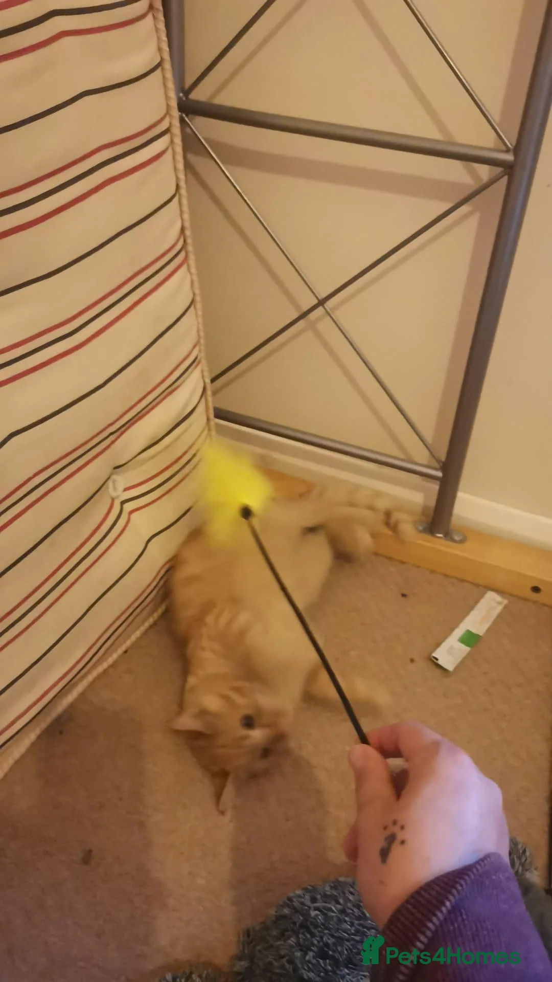 Domestic Shorthair cats for sale: Gorgeous Roger looking for his forever home - Advert 2