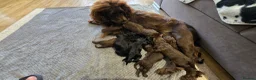 Cockapoo dogs for sale: Purest Quality F1 Cockapoo Puppies Chocolate Black - Advert 2