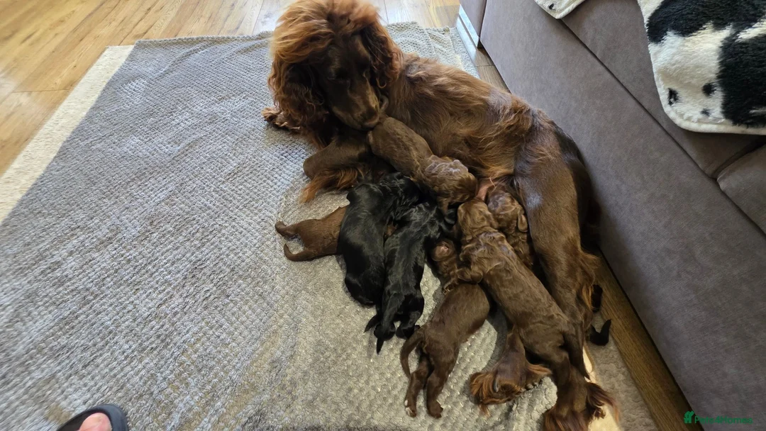 Cockapoo dogs for sale: Purest Quality F1 Cockapoo Puppies Chocolate Black - Advert 2