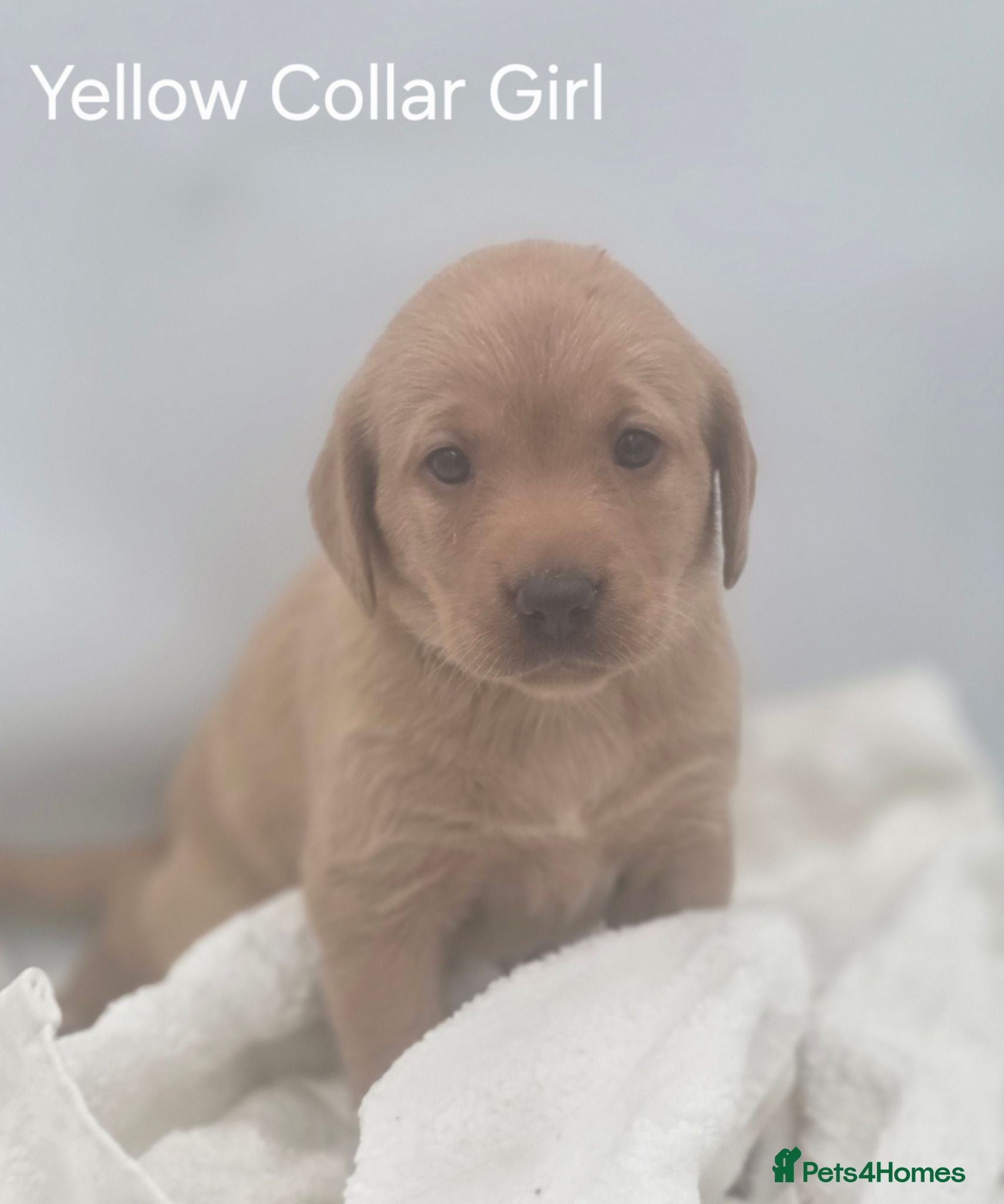 Labrador Retriever dogs KC REG, EHANCED HEALTH TESTED, RED & YELLOW LABS - Advert 2