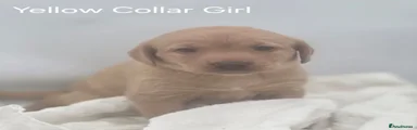 Yellow Collar