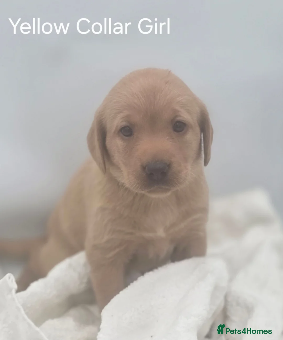 Labrador Retriever dogs for sale: KC REG, EHANCED HEALTH TESTED, RED & YELLOW LABS - Advert 2