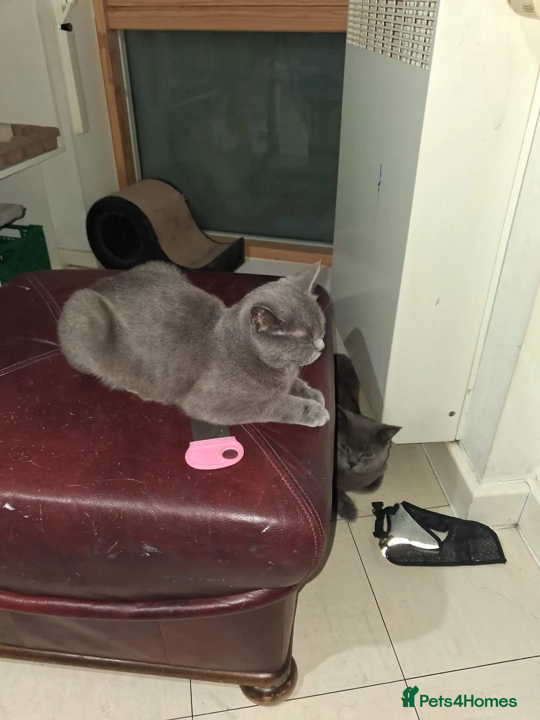 British Shorthair cats for sale: Pj, daisy and boujie in London - Advert 2