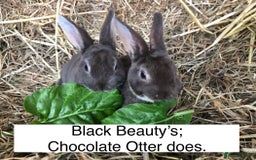 Rex rabbits for sale: Beautiful Pure Breed Velvet Mini Rex babies 🐰  - Image 14