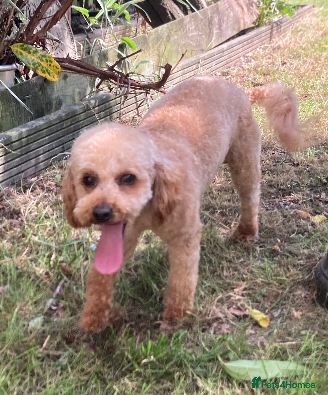Toy Poodle dogs for stud:  toy poodle stud - Image 5