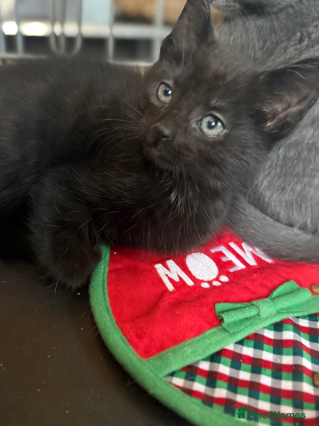 Mixed Breed cats for sale: Beautiful kitten for sale  - Advert 7