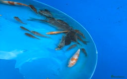 Koi Carp fish for sale: 70 Koi carp, 1-4”, showa, goshiki, kohaku, ogon - Image 10