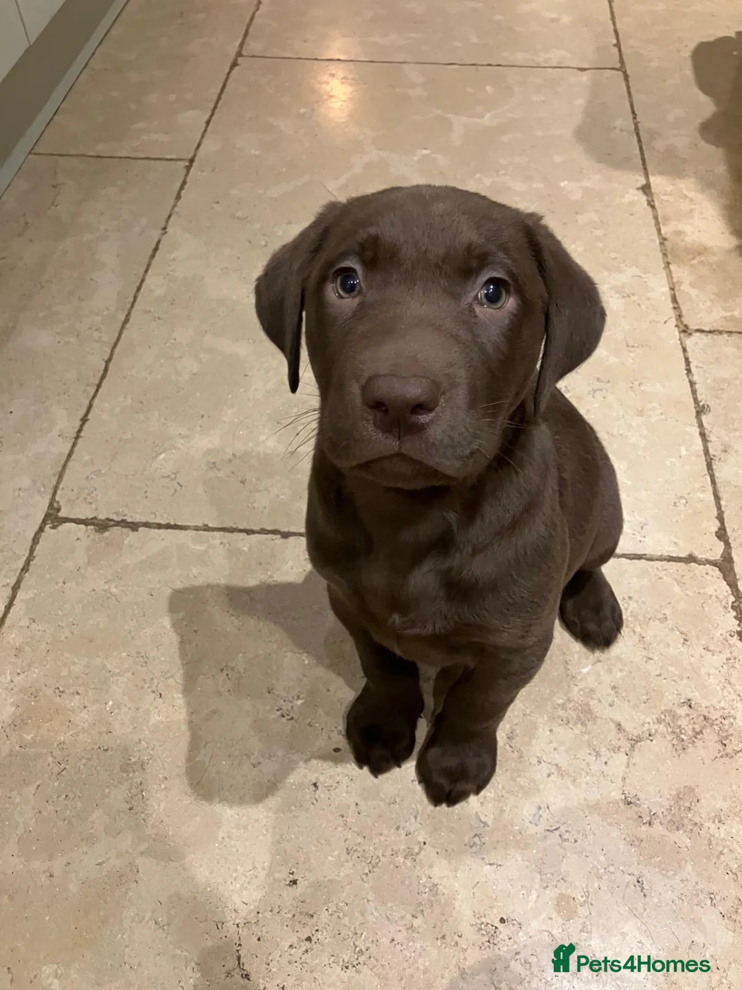 Labrador Retriever dogs for sale: Chocolate Labrador Boys  - Advert 2