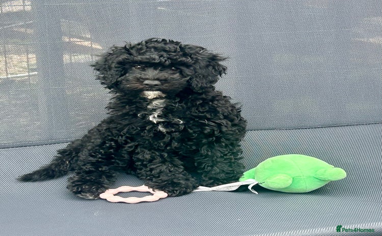 Maltipoo dogs in Bristol - Advert 1