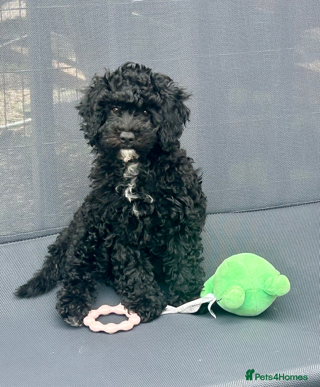 Maltipoo dogs for sale: Stunning F1b Toy Maltipoo puppies  in Bristol - Image 4