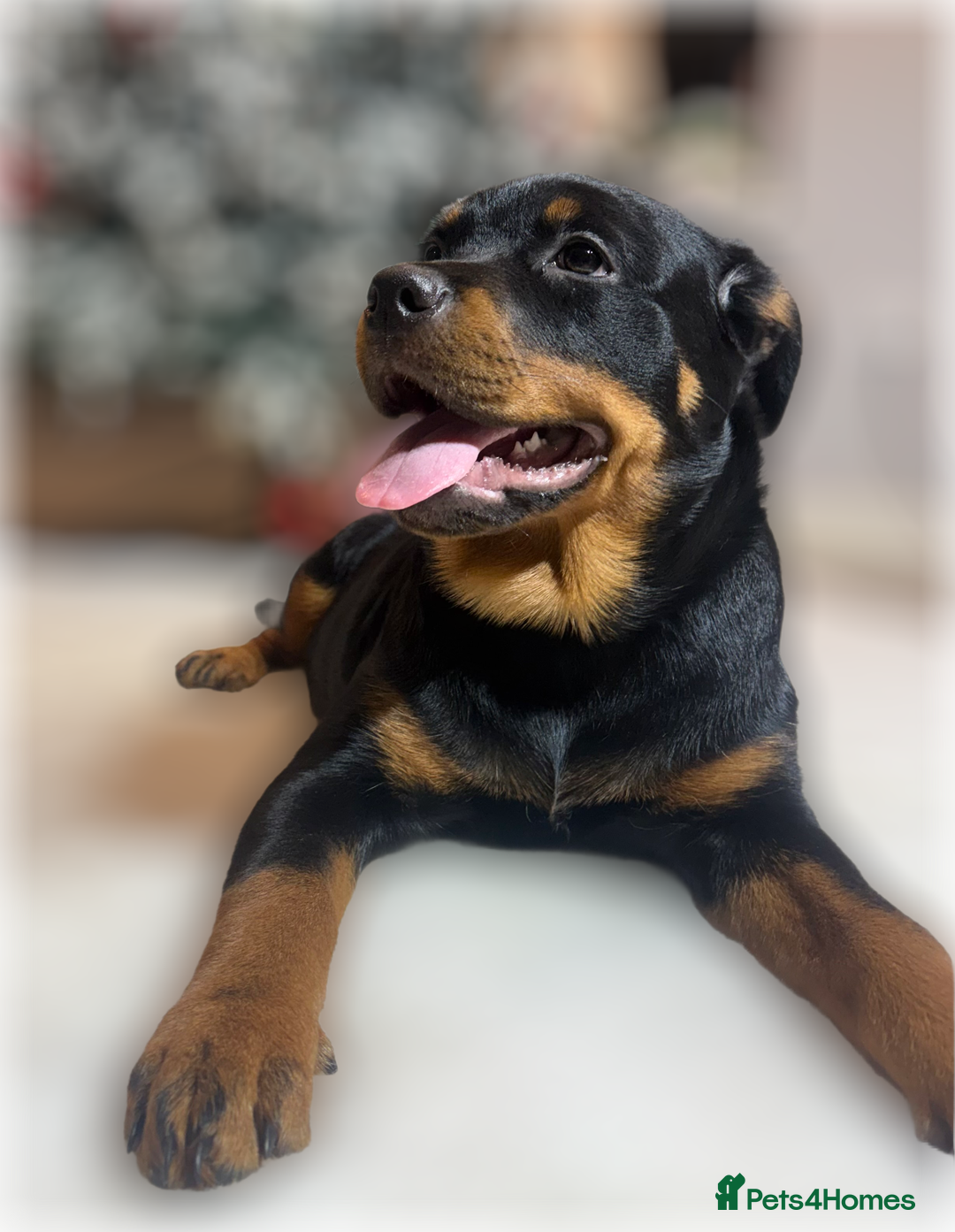 Rottweiler dogs for sale: ROTTWEILER PUPPIES. KC REGISTERED. FREE INSURANCE. - Advert 7