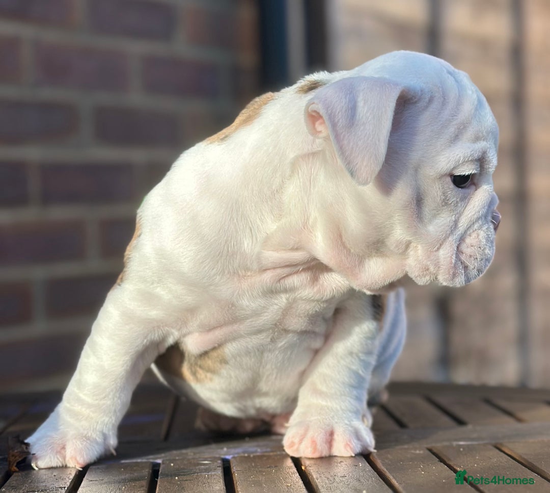 English Bulldog dogs for sale: 🌟Ready Now!🌟 - Advert 18