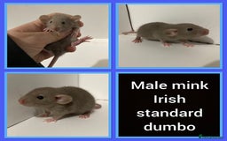 Rat rodents for sale: Adorable dumbo baby rates for sale ♥️ - Advert 2