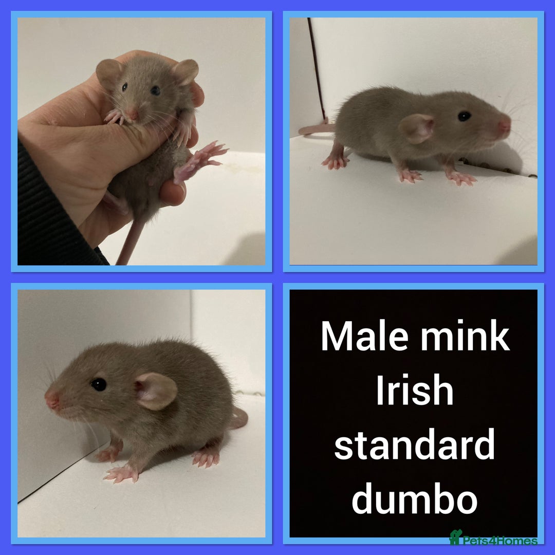 Rat rodents for sale: Adorable dumbo baby rates for sale ♥️ - Advert 2