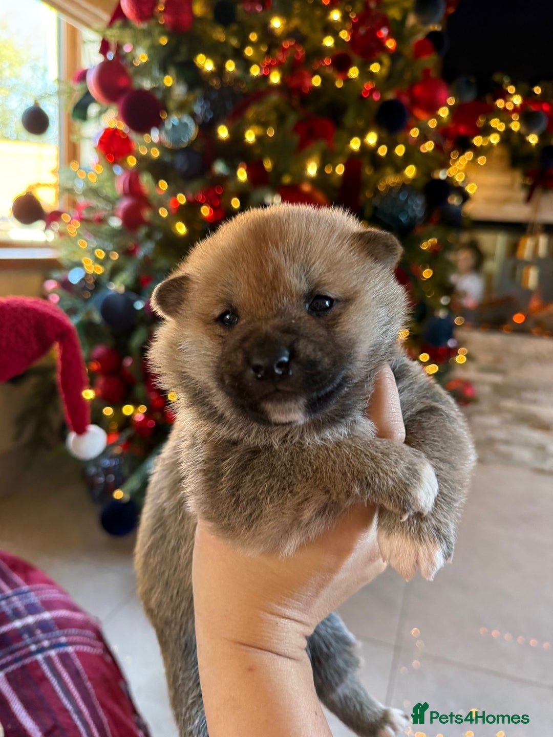 Japanese Shiba Inu dogs for sale: beautiful red Japanese Shiba Inu puppies  - Advert 13
