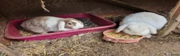 Mixed Breed rabbits for sale: Rabbits To Go To a Good Home in Doncaster - Advert 14