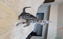 Bengal cats for sale: 🤍🖤🩶 Bengal Kittens 🩶🖤🤍 in Barnoldswick - Image 3