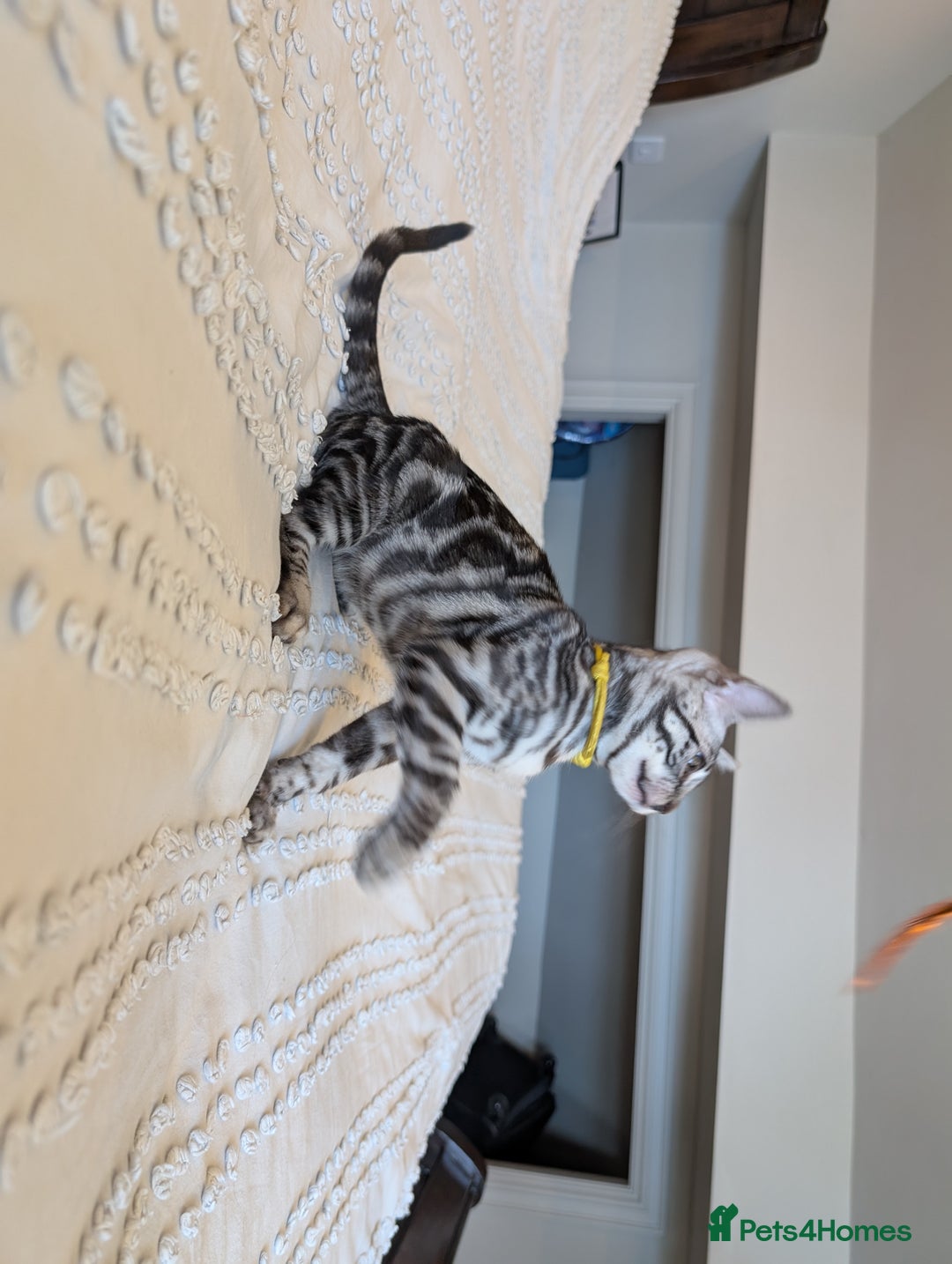 Bengal cats for sale: 🤍🖤🩶 Bengal Kittens 🩶🖤🤍 in Barnoldswick - Image 3