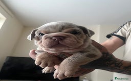 English Bulldog dogs for sale: English Bulldogs  - Image 31