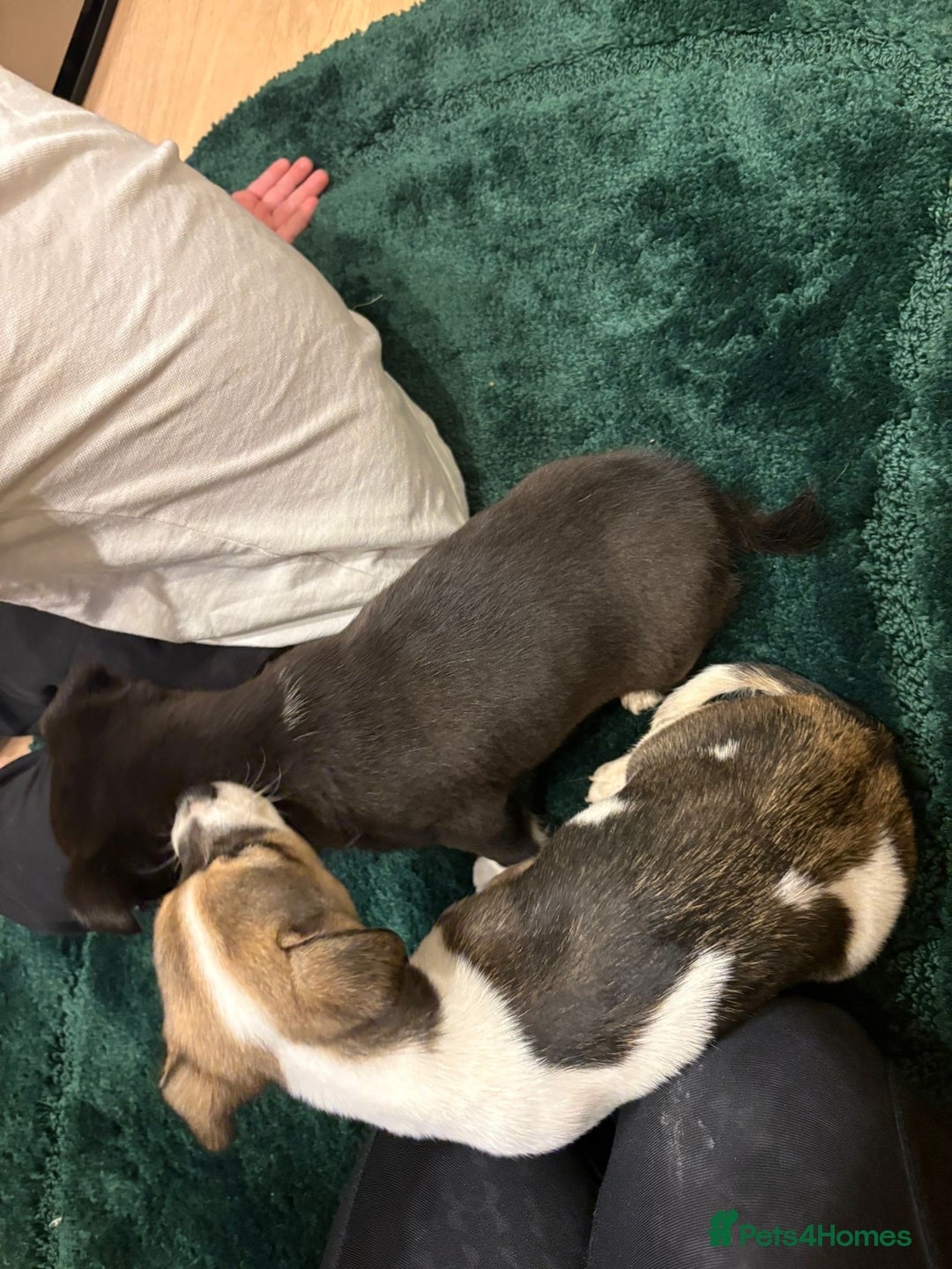 Chihuahua dogs for sale: Chihuahua  - Advert 4