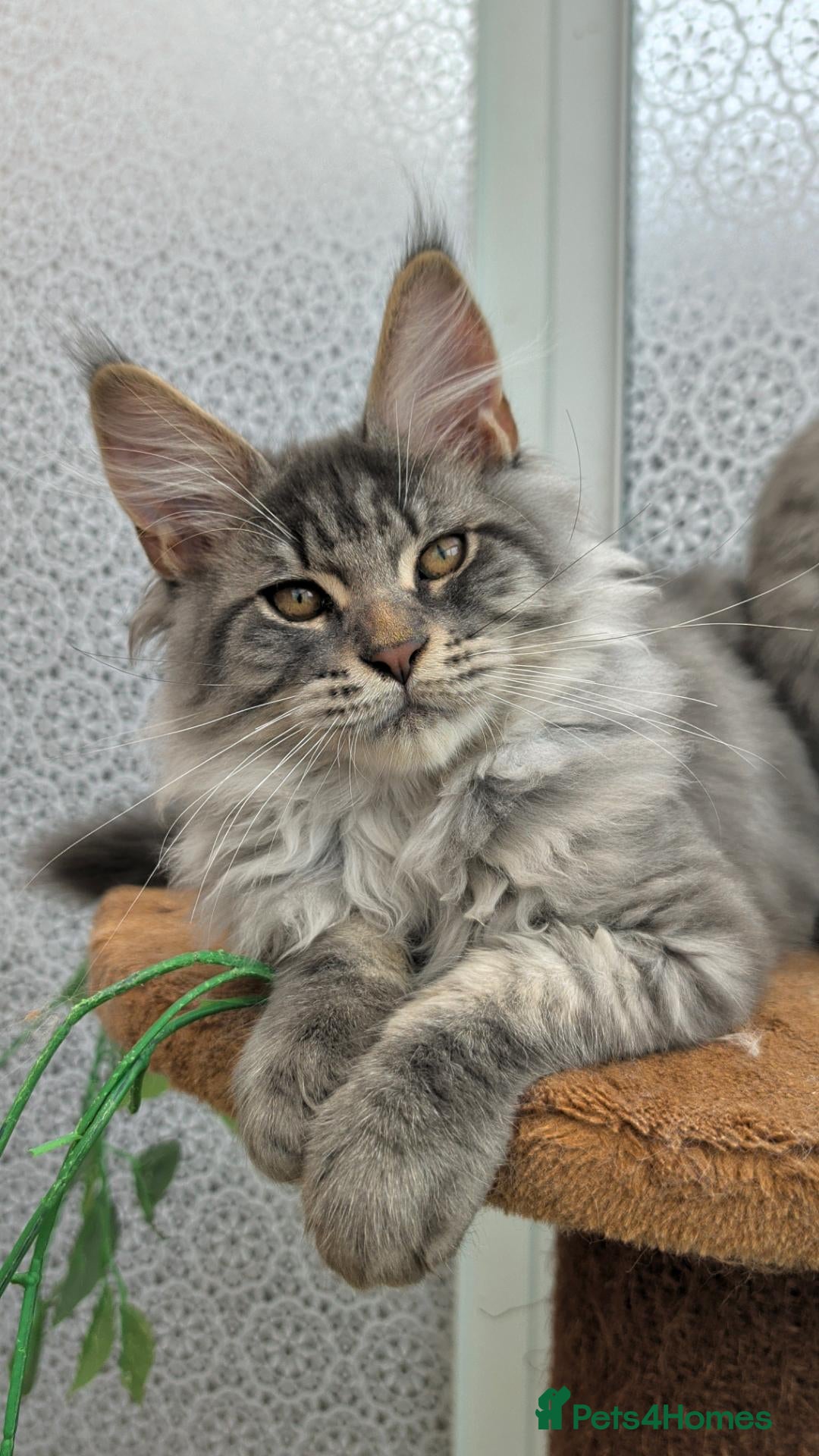Maine Coon cats for sale: Stunning Maine coon kittens - Advert 1