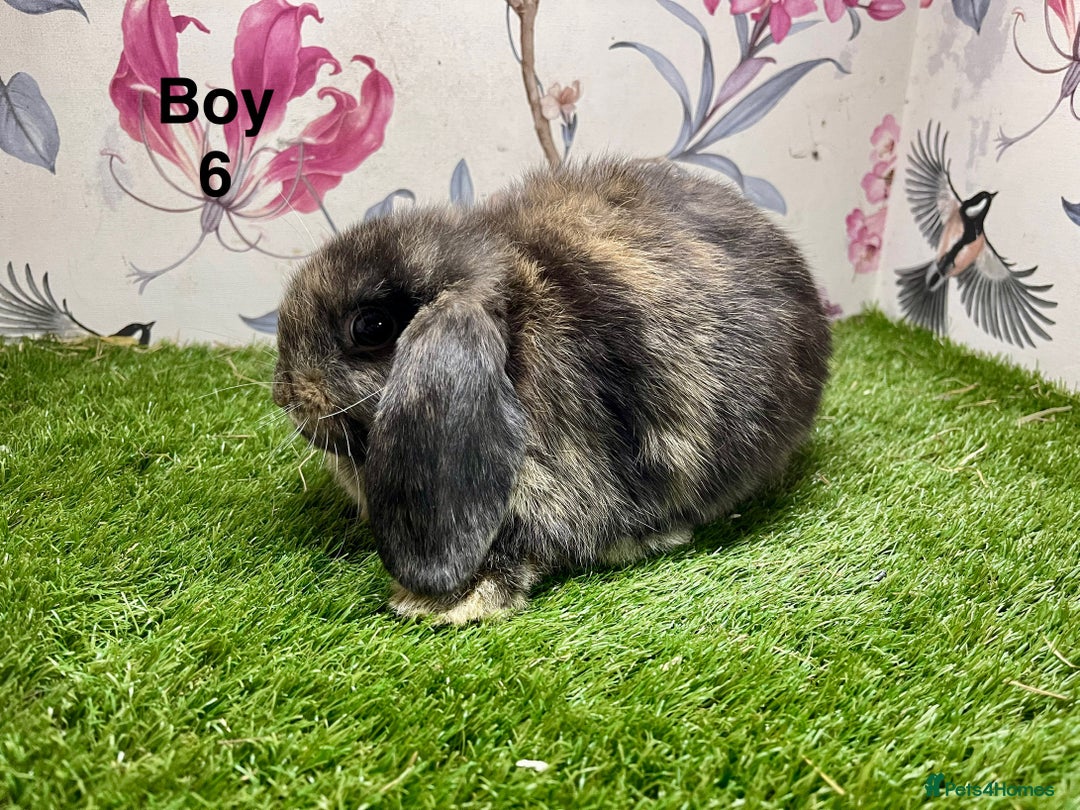 Mini Lop rabbits for sale: Mini lop baby rabbits  - Image 6