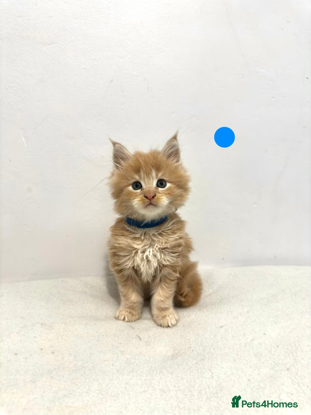 Maine Coon cats for sale: 🔥🧡5 BOYS READY TO STEAL YOUR HEART🧡🔥 - Advert 2