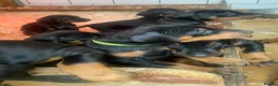 Dobermann dogs for sale: Dobermann pups - Advert 8