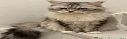 Maine Coon cats for sale: Cute Main coon boys girls kittens blue eyes  - Advert 13