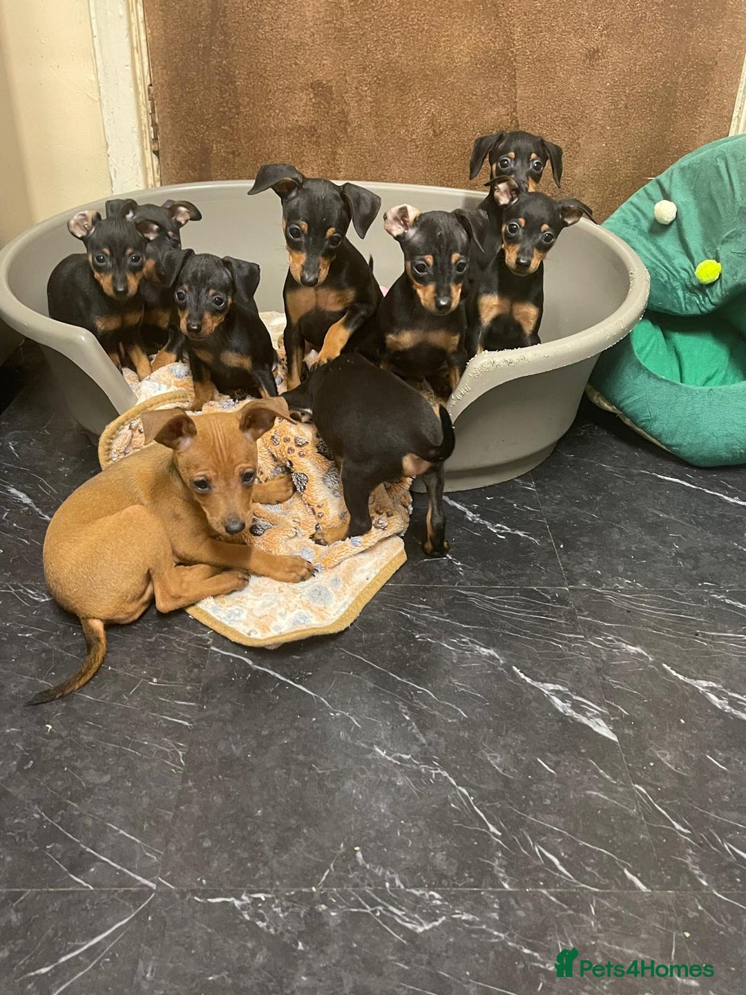 Miniature Pinscher dogs for sale: Beautiful Miniature Pinscher . - Advert 6