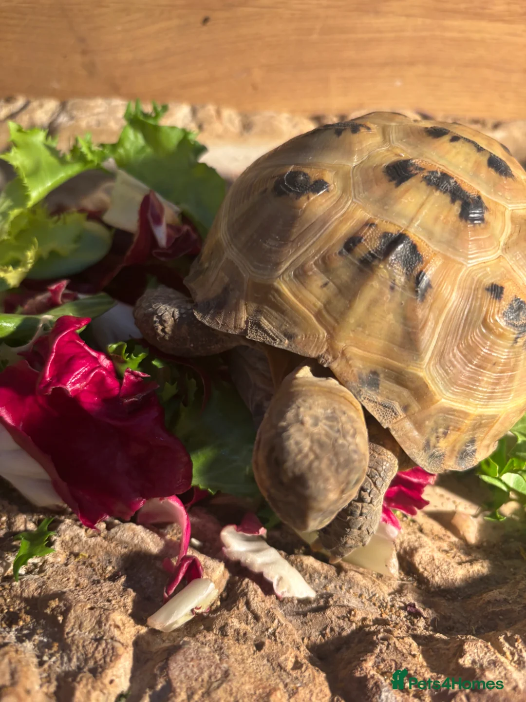 Tortoise reptiles for sale: Tortoise for sale in Wigton - Advert 1
