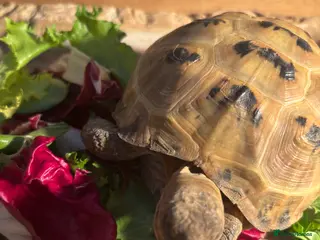 Tortoise reptiles Tortoise for sale - Advert 1