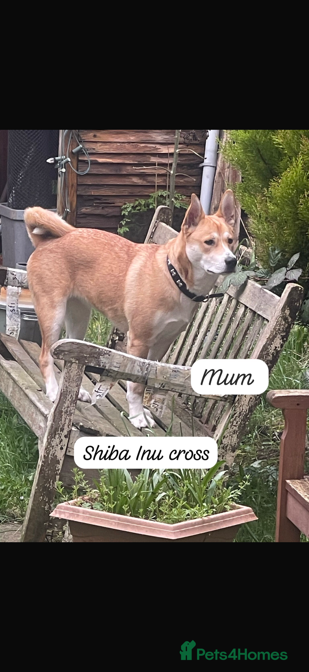 Mixed Breed dogs for sale: 1 puppy  - Advert 9