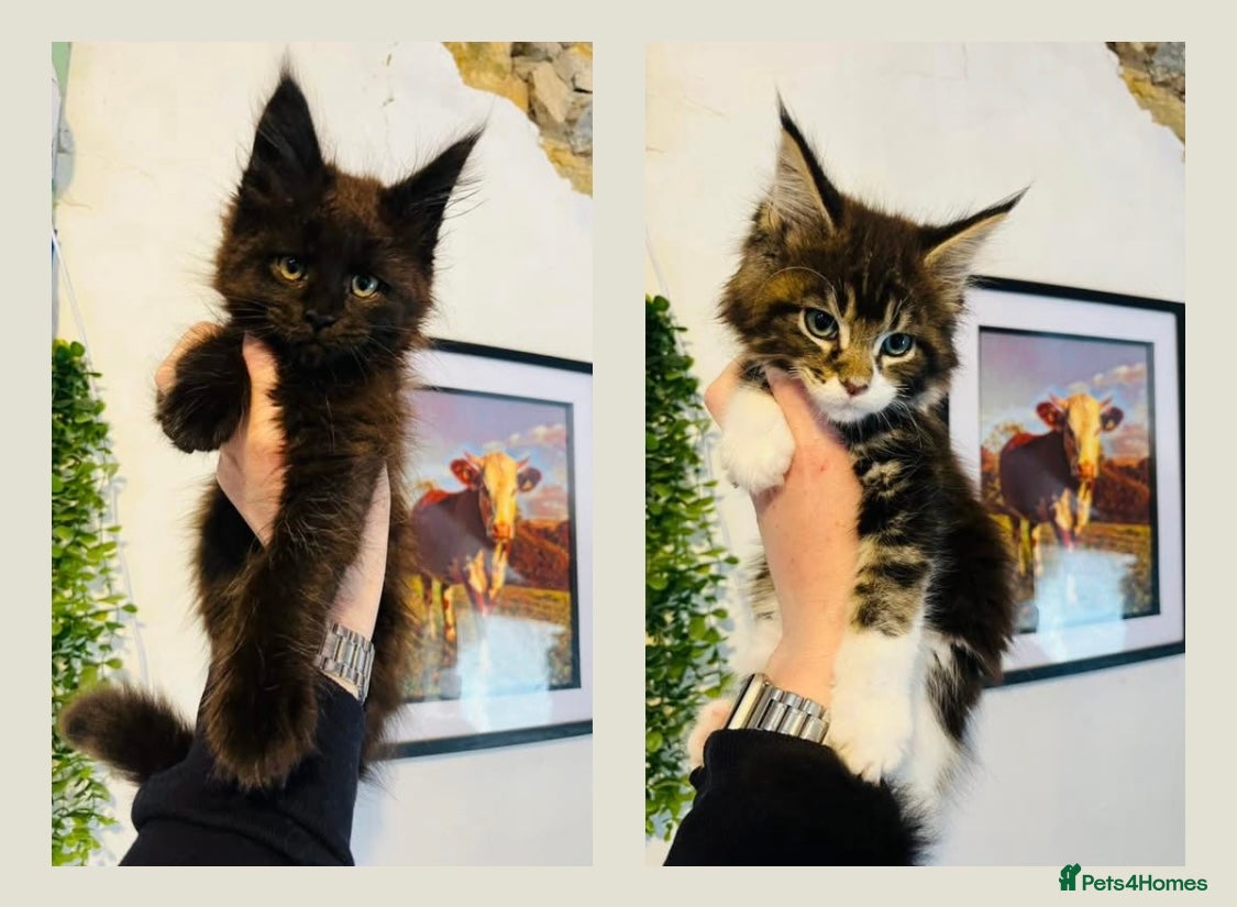 Maine Coon cats Stunning pedigree Maine coon kittens TICA - Advert 1