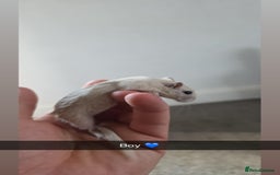 Gerbil rodents for sale: Gerbils 🐹 young for sale  - Image 2
