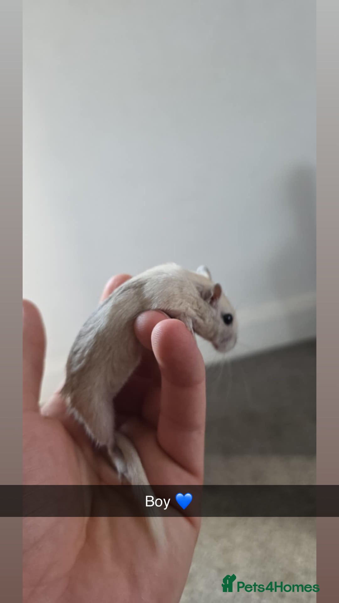 Gerbil rodents for sale: Gerbils 🐹 young for sale  - Image 2
