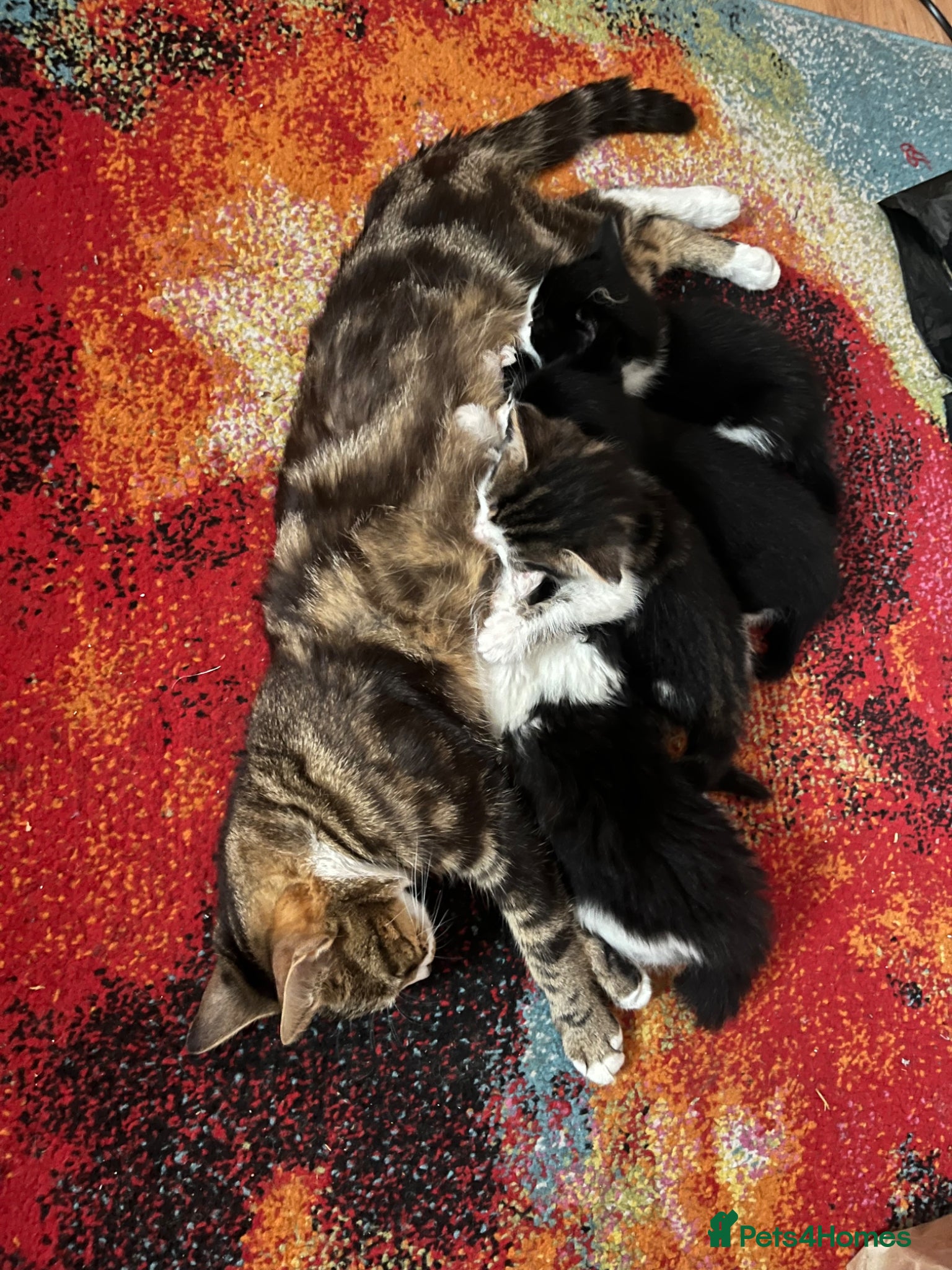 Mixed Breed cats Gorgeous Affectionate Boy - Advert 1