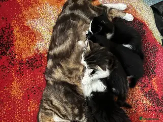 Mixed Breed cats Gorgeous Affectionate Boy - Advert 1