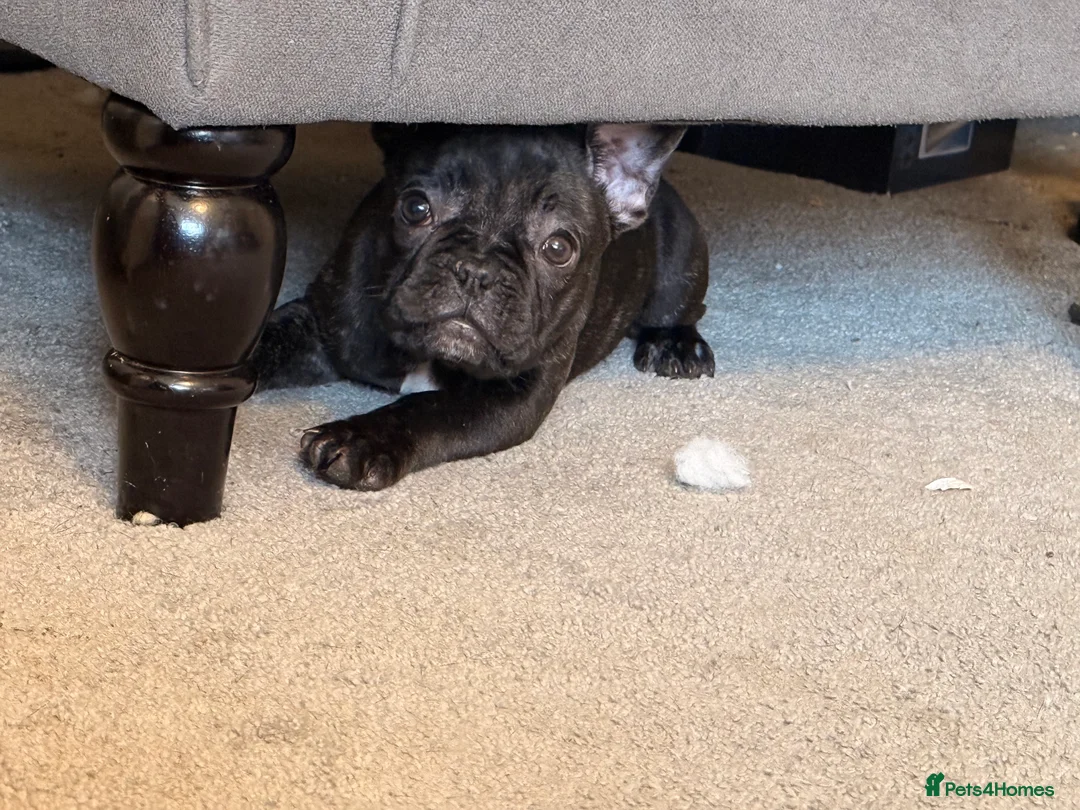 French Bulldog dogs for sale: ✨Stunning Pedigree French Bulldog Puppies✨ - Advert 36