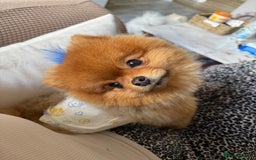 Pomeranian dogs for sale: Gorgeous sable Pom for rehome - Image 4