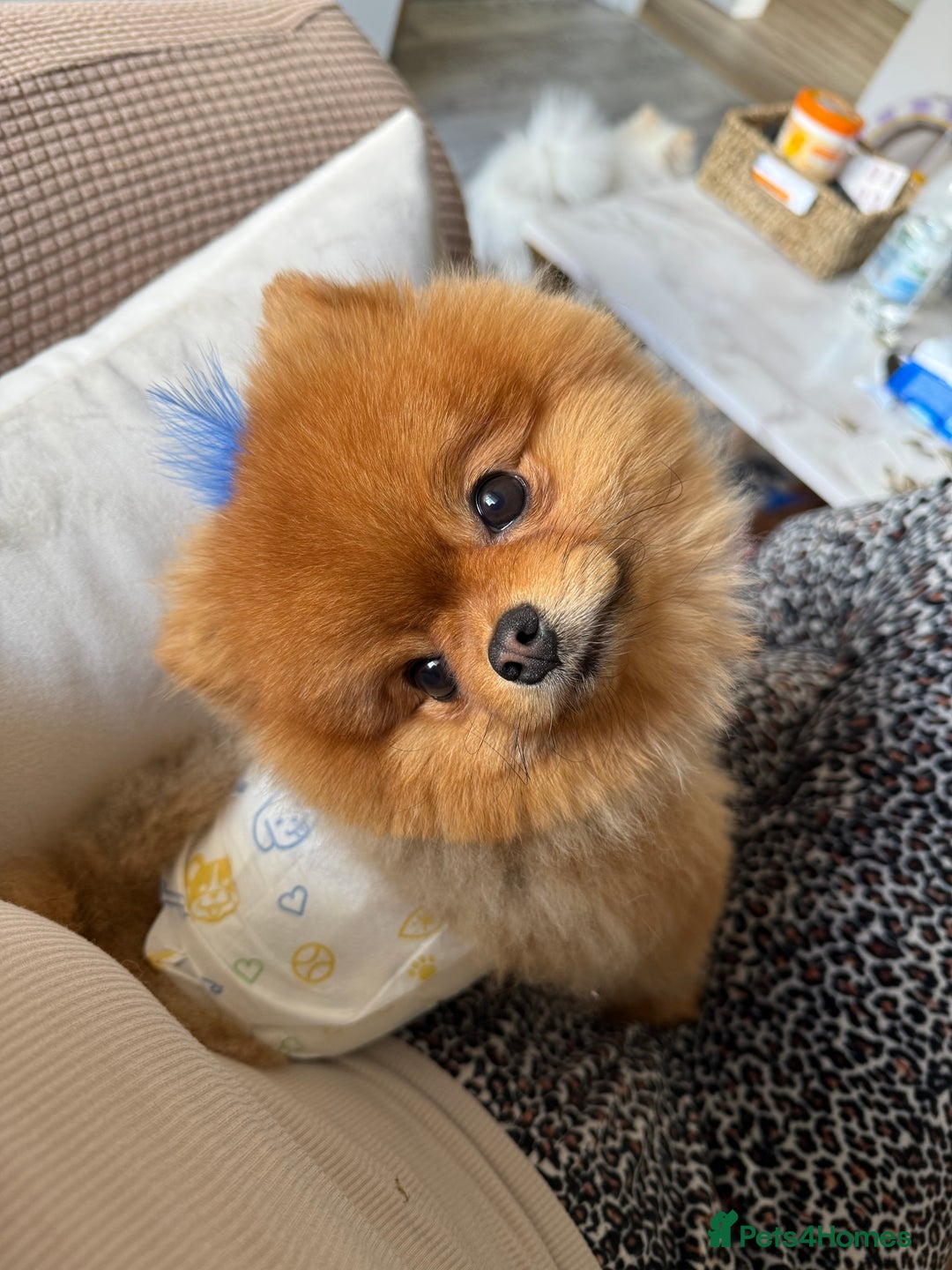 Pomeranian dogs for sale: Gorgeous sable Pom for rehome - Image 4
